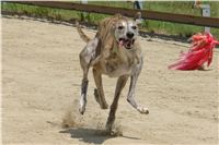 chrti_dostihy_Red_Mills_Cup_Czech_Greyhound_Racing_Federation_DSC00458.JPG