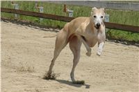 chrti_dostihy_Red_Mills_Cup_Czech_Greyhound_Racing_Federation_DSC00460.JPG