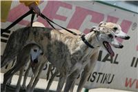 chrti_dostihy_Red_Mills_Cup_Czech_Greyhound_Racing_Federation_NQ1M0008.JPG