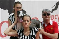 chrti_dostihy_Red_Mills_Cup_Czech_Greyhound_Racing_Federation_NQ1M0034.JPG