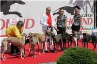 chrti_dostihy_Red_Mills_Cup_Czech_Greyhound_Racing_Federation_NQ1M0204.JPG