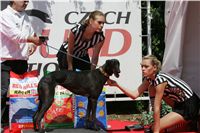 chrti_dostihy_Red_Mills_Cup_Czech_Greyhound_Racing_Federation_NQ1M0244.JPG