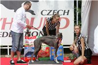 chrti_dostihy_Red_Mills_Cup_Czech_Greyhound_Racing_Federation_NQ1M0256.JPG