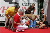 chrti_dostihy_Red_Mills_Cup_Czech_Greyhound_Racing_Federation_NQ1M0309.JPG