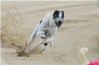 chrti_dostihy_Red_Mills_Cup_Czech_Greyhound_Racing_Federation_NQ1M0369.JPG