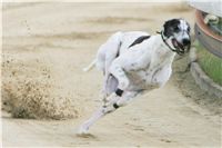 chrti_dostihy_Red_Mills_Cup_Czech_Greyhound_Racing_Federation_NQ1M0371.JPG