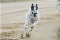 chrti_dostihy_Red_Mills_Cup_Czech_Greyhound_Racing_Federation_NQ1M0378.JPG