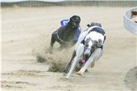 chrti_dostihy_Red_Mills_Cup_Czech_Greyhound_Racing_Federation_NQ1M0401.JPG