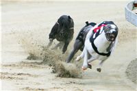 chrti_dostihy_Red_Mills_Cup_Czech_Greyhound_Racing_Federation_NQ1M0402.JPG