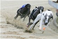 chrti_dostihy_Red_Mills_Cup_Czech_Greyhound_Racing_Federation_NQ1M0403.JPG