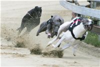 chrti_dostihy_Red_Mills_Cup_Czech_Greyhound_Racing_Federation_NQ1M0404.JPG