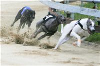 chrti_dostihy_Red_Mills_Cup_Czech_Greyhound_Racing_Federation_NQ1M0405.JPG