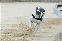 chrti_dostihy_Red_Mills_Cup_Czech_Greyhound_Racing_Federation_NQ1M0408.JPG