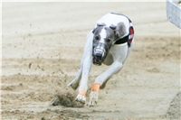 chrti_dostihy_Red_Mills_Cup_Czech_Greyhound_Racing_Federation_NQ1M0409.JPG