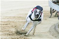 chrti_dostihy_Red_Mills_Cup_Czech_Greyhound_Racing_Federation_NQ1M0410.JPG