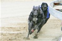 chrti_dostihy_Red_Mills_Cup_Czech_Greyhound_Racing_Federation_NQ1M0413.JPG