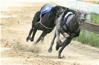 chrti_dostihy_Red_Mills_Cup_Czech_Greyhound_Racing_Federation_NQ1M0418.JPG