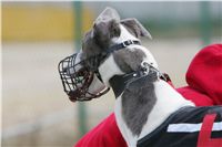 chrti_dostihy_Red_Mills_Cup_Czech_Greyhound_Racing_Federation_NQ1M0432.JPG