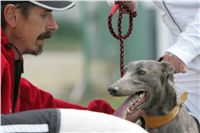 chrti_dostihy_Red_Mills_Cup_Czech_Greyhound_Racing_Federation_NQ1M0433.JPG