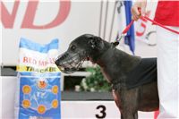 chrti_dostihy_Red_Mills_Cup_Czech_Greyhound_Racing_Federation_NQ1M0465.JPG