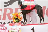 chrti_dostihy_Red_Mills_Cup_Czech_Greyhound_Racing_Federation_NQ1M0480.JPG