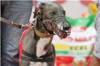 chrti_dostihy_Red_Mills_Cup_Czech_Greyhound_Racing_Federation_NQ1M0512.JPG