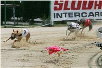 chrti_dostihy_Red_Mills_Cup_Czech_Greyhound_Racing_Federation_NQ1M0521.JPG