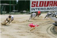 chrti_dostihy_Red_Mills_Cup_Czech_Greyhound_Racing_Federation_NQ1M0522.JPG