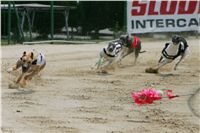 chrti_dostihy_Red_Mills_Cup_Czech_Greyhound_Racing_Federation_NQ1M0523.JPG