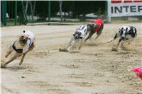 chrti_dostihy_Red_Mills_Cup_Czech_Greyhound_Racing_Federation_NQ1M0524.JPG