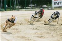 chrti_dostihy_Red_Mills_Cup_Czech_Greyhound_Racing_Federation_NQ1M0525.JPG