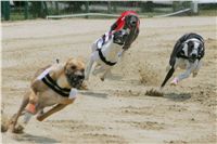 chrti_dostihy_Red_Mills_Cup_Czech_Greyhound_Racing_Federation_NQ1M0527.jpg