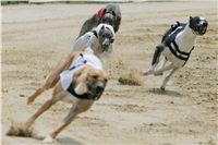 chrti_dostihy_Red_Mills_Cup_Czech_Greyhound_Racing_Federation_NQ1M0528.JPG