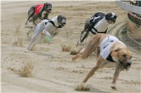 chrti_dostihy_Red_Mills_Cup_Czech_Greyhound_Racing_Federation_NQ1M0530.JPG