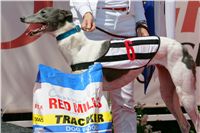 chrti_dostihy_Red_Mills_Cup_Czech_Greyhound_Racing_Federation_NQ1M0551.JPG