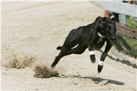 chrti_dostihy_Red_Mills_Cup_Czech_Greyhound_Racing_Federation_NQ1M0606.JPG