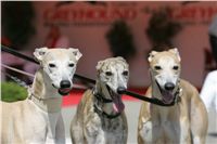 chrti_dostihy_Red_Mills_Cup_Czech_Greyhound_Racing_Federation_NQ1M0616.JPG