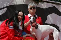 chrti_dostihy_Red_Mills_Cup_Czech_Greyhound_Racing_Federation_NQ1M0619.JPG
