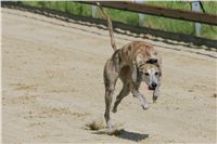 chrti_dostihy_Red_Mills_Cup_Czech_Greyhound_Racing_Federation_NQ1M0629.JPG