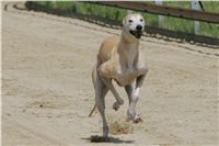 chrti_dostihy_Red_Mills_Cup_Czech_Greyhound_Racing_Federation_NQ1M0645.JPG