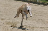 chrti_dostihy_Red_Mills_Cup_Czech_Greyhound_Racing_Federation_NQ1M0651.JPG