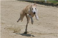 chrti_dostihy_Red_Mills_Cup_Czech_Greyhound_Racing_Federation_NQ1M0651.JPG