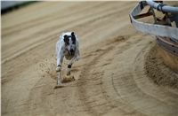 chrti_dostihy_Red_Mills_Cup_Czech_Greyhound_Racing_Federation_RedMillsCup2011_01.jpg