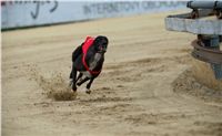 chrti_dostihy_Red_Mills_Cup_Czech_Greyhound_Racing_Federation_RedMillsCup2011_07.jpg