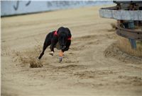 chrti_dostihy_Red_Mills_Cup_Czech_Greyhound_Racing_Federation_RedMillsCup2011_08.jpg