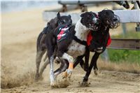 chrti_dostihy_Red_Mills_Cup_Czech_Greyhound_Racing_Federation_RedMillsCup2011_11-v.jpg