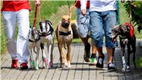 chrti_dostihy_Red_Mills_Cup_Czech_Greyhound_Racing_Federation_RedMillsCup2011_16.jpg