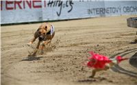 chrti_dostihy_Red_Mills_Cup_Czech_Greyhound_Racing_Federation_RedMillsCup2011_17.jpg