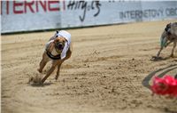 chrti_dostihy_Red_Mills_Cup_Czech_Greyhound_Racing_Federation_RedMillsCup2011_18.jpg