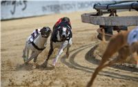 chrti_dostihy_Red_Mills_Cup_Czech_Greyhound_Racing_Federation_RedMillsCup2011_19.jpg